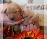 Small Photo #1 Labrador Retriever Puppy For Sale in MILLVILLE, MN, USA