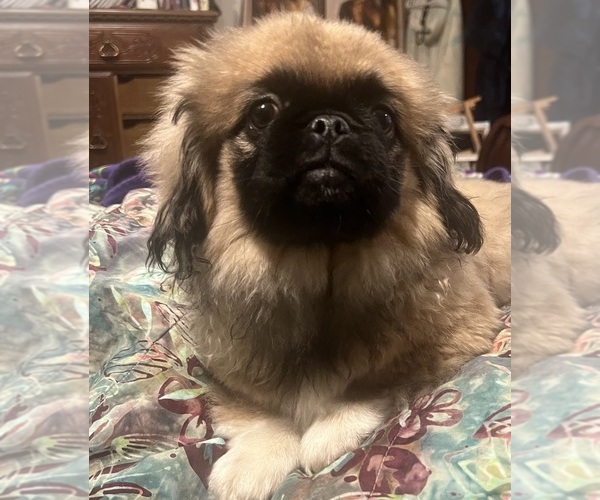 Medium Photo #4 Pekingese Puppy For Sale in CHESTERTON, IN, USA