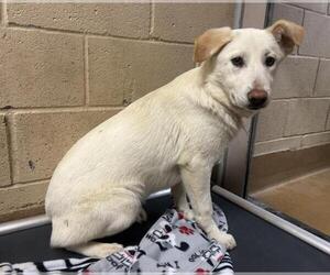 Siberian Husky Dogs for adoption in Martinez, CA, USA