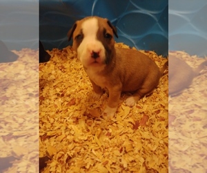 American Pit Bull Terrier Puppy for sale in POLO, MO, USA