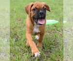 Small Photo #5 Boxer Puppy For Sale in HUMBOLDT, NE, USA