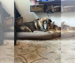 Small #1 Mutt