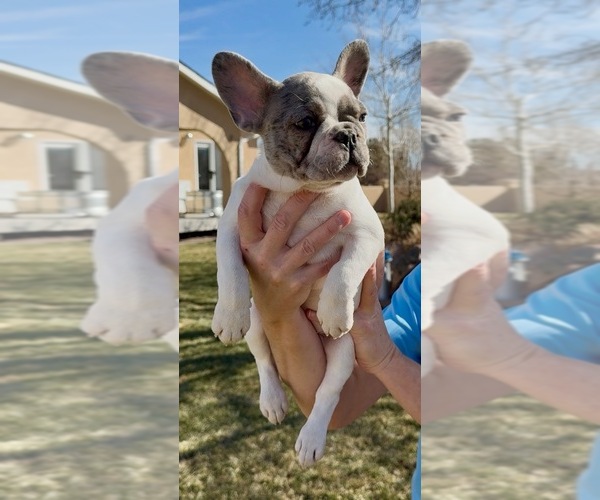 Medium Photo #5 French Bulldog Puppy For Sale in PUEBLO, CO, USA