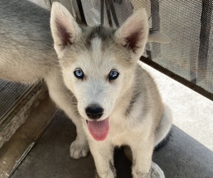 Siberian Husky Puppy for sale in SAN ANTONIO, TX, USA