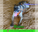 Small #5 Staffordshire Bull Terrier Mix