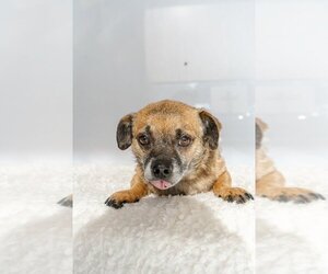 Chug Dogs for adoption in Studio City, CA, USA