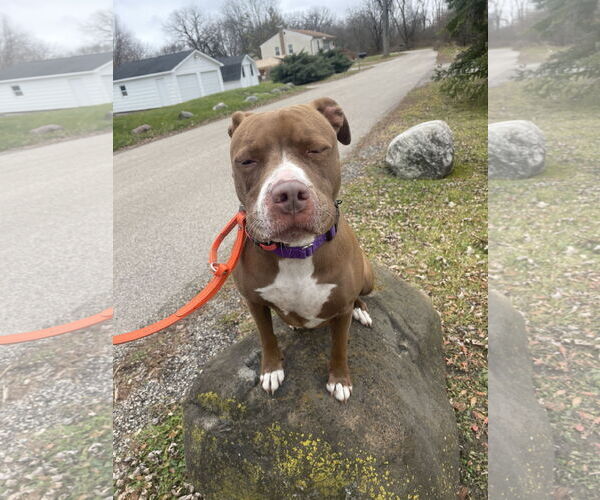 Medium Photo #19 American Pit Bull Terrier-American Staffordshire Terrier Mix Puppy For Sale in Techny, IL, USA
