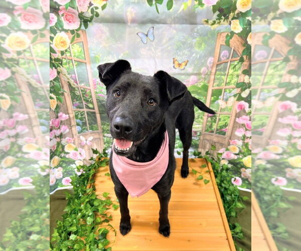 Medium Photo #1 Labrador Retriever-Unknown Mix Puppy For Sale in Bryant, AR, USA