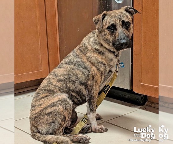 Medium Photo #4 Plott Hound-Retriever  Mix Puppy For Sale in Washington, DC, USA