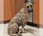 Small #3 Plott Hound-Retriever  Mix