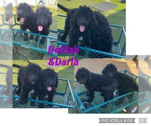 Bernedoodle Puppy for Sale in MENIFEE, California USA