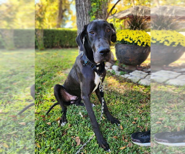 Medium Photo #2 Great Dane Puppy For Sale in Bullard, TX, USA
