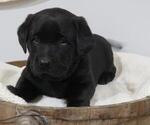 Small Photo #1 Labrador Retriever Puppy For Sale in MILLERSBURG, OH, USA