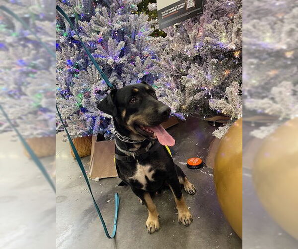 Medium Photo #6 Doberman Pinscher-Staffordshire Bull Terrier Mix Puppy For Sale in Woodland Hills, CA, USA