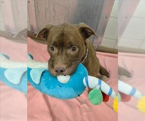 American Pit Bull Terrier-Unknown Mix Dogs for adoption in Derwood, MD, USA