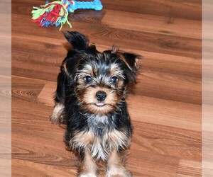 Yorkshire Terrier Puppy for sale in ROCK VALLEY, IA, USA
