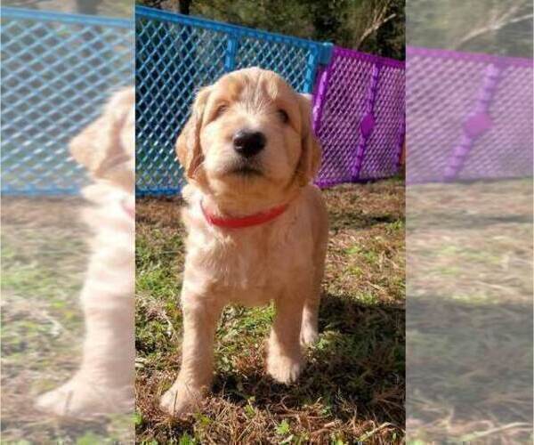 Medium Photo #4 Goldendoodle Puppy For Sale in WINDER, GA, USA
