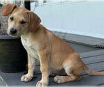 Small #3 Retriever  Mix