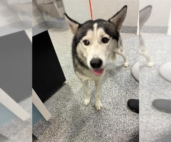 Medium Photo #1 Siberian Husky Puppy For Sale in Palmetto, FL, USA