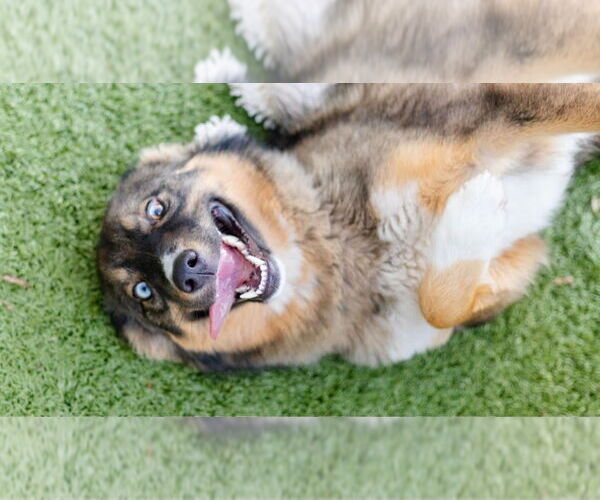 Medium Photo #4 Aussie Siberian Puppy For Sale in Canton, CT, USA