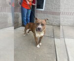 Small #3 Mutt