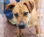 Small #5 Labrador Retriever Mix