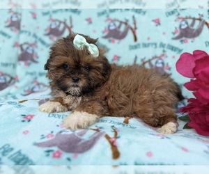 Shih-Poo Puppy for sale in LAKELAND, FL, USA