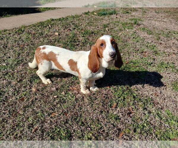 Medium Photo #1 Basset Hound Puppy For Sale in CANTON, GA, USA