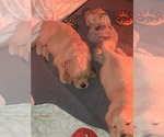 Small Photo #4 Golden Retriever Puppy For Sale in COCOA, FL, USA