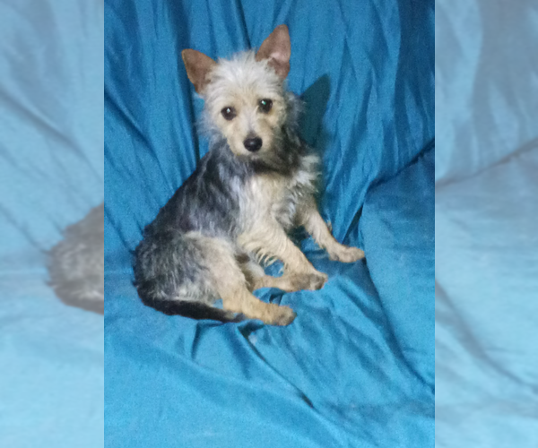 Medium Photo #2 Mutt Puppy For Sale in Cranston, RI, USA