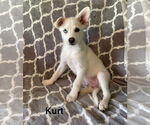 Small #1 American Eskimo Dog Mix