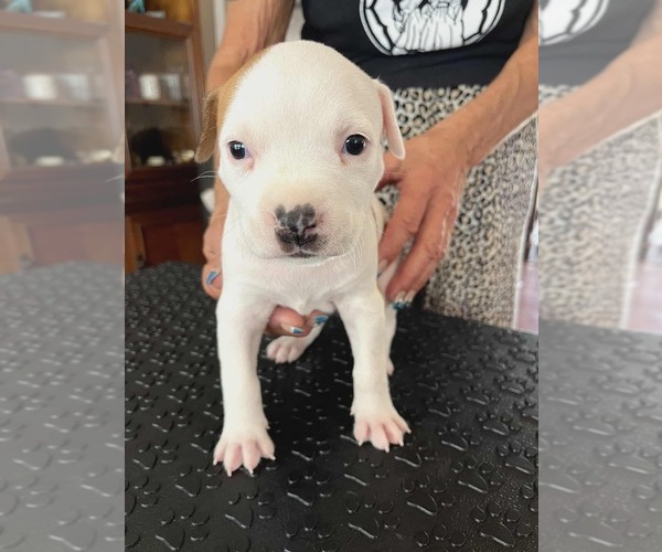 Medium Photo #7 American Staffordshire Terrier Puppy For Sale in BROOKSVILLE, FL, USA