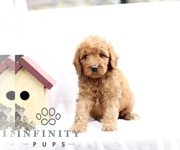 Medium Photo #3 Goldendoodle (Miniature) Puppy For Sale in EPHRATA, PA, USA
