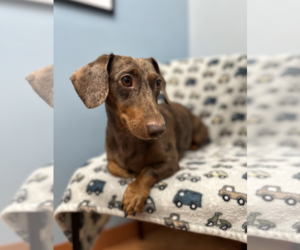 Milo - Female Dachshund Dog for Adoption - Photo #7