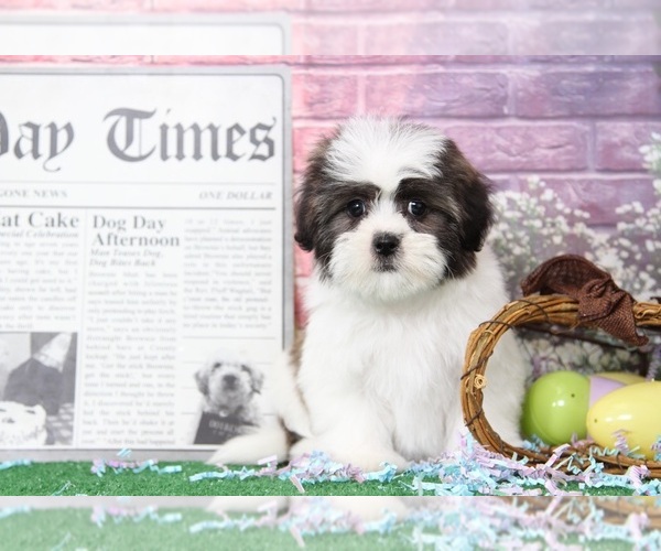 Medium Photo #4 Zuchon Puppy For Sale in BEL AIR, MD, USA