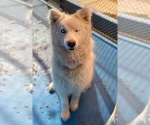 - Mix Dogs for adoption in Calgary, Alberta, Canada