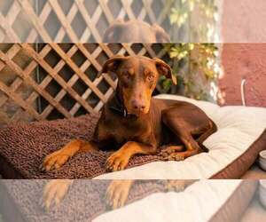 Mickey - Male Doberman Pinscher-Unknown Mix Dog for Adoption - Photo #10