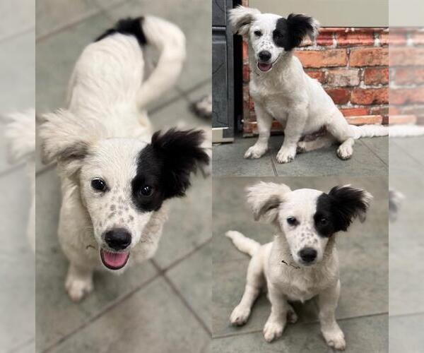 Medium Photo #1 Dachshund-Unknown Mix Puppy For Sale in San Antonio, TX, USA