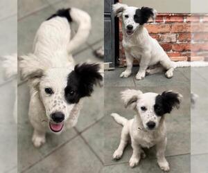 Dachshund-Unknown Mix Dogs for adoption in San Antonio, TX, USA