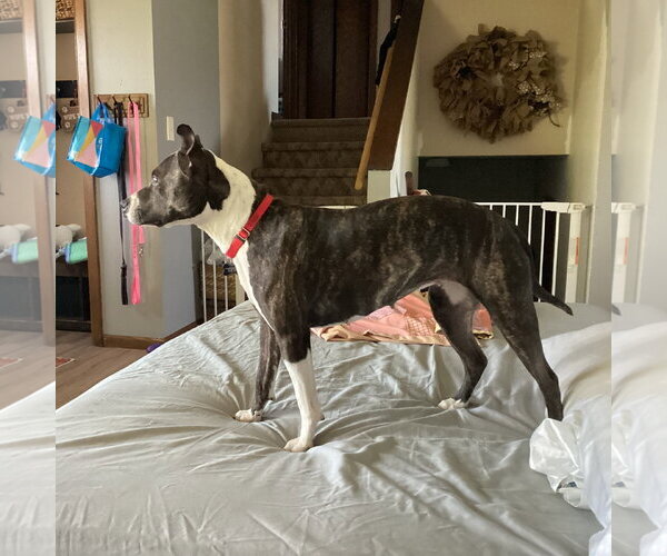 Medium Photo #4 Mutt Puppy For Sale in Fargo, ND, USA