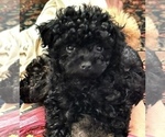 Puppy Jett Poodle (Toy)