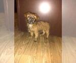 Puppy 2 Yorkshire Terrier