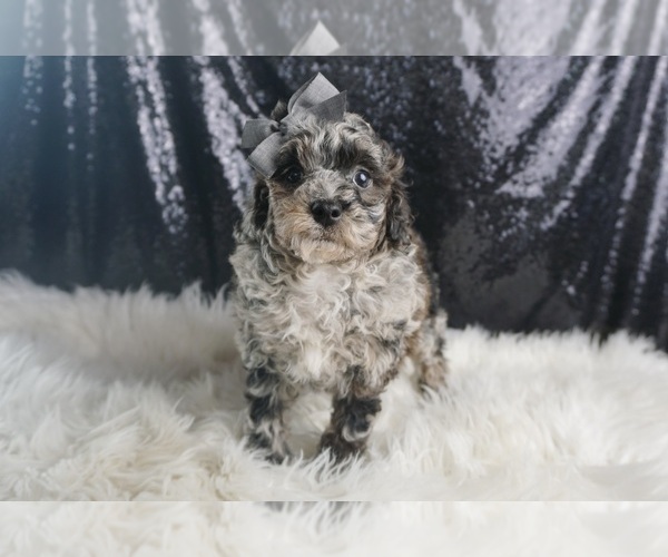 Medium Photo #6 Poodle (Toy) Puppy For Sale in WARSAW, IN, USA
