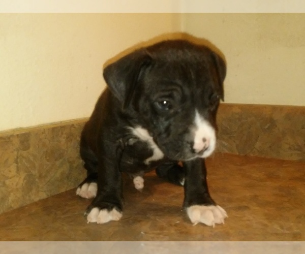 Medium Photo #9 America Bandogge Mastiff Puppy For Sale in MESA, AZ, USA