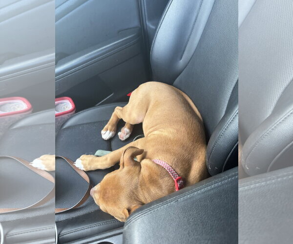 Medium Photo #6 American Staffordshire Terrier-Unknown Mix Puppy For Sale in Holly Springs, NC, USA