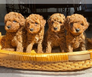 Poodle (Miniature) Puppy for sale in CERESCO, MI, USA