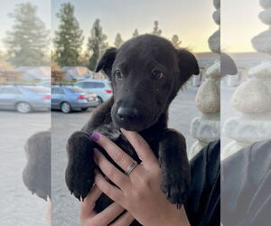 Aspen - Male Labrador Retriever-Unknown Mix Dog for Adoption - Photo #13