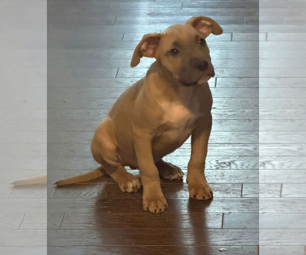 Medium Photo #3 American Pit Bull Terrier-Unknown Mix Puppy For Sale in Germantown, OH, USA