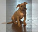 Small #2 American Pit Bull Terrier Mix