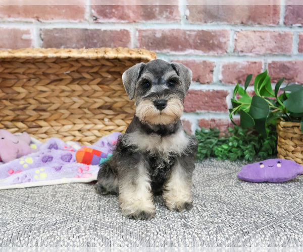 Medium Photo #3 Schnauzer (Miniature) Puppy For Sale in SYRACUSE, IN, USA